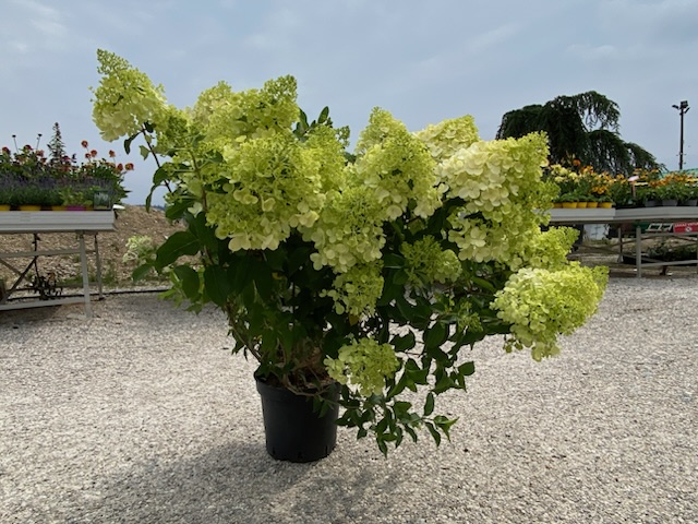 hortenzia