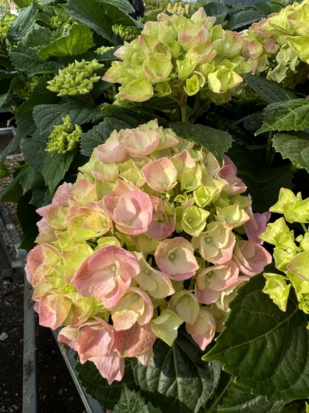 hortenzia3