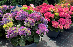 Hydrangea Macrophyla LA Dreamin Z hradn ctvo Ekofit