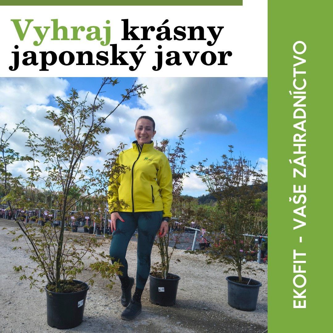 sutaz japonsky javor2