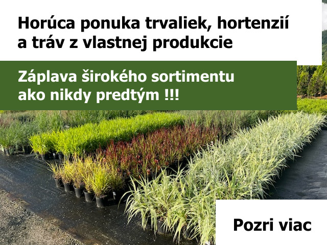trvalky hortenzie jar